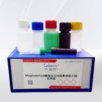  MagEndoFree磁珠法无内毒素质粒小提试剂盒 