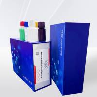  磁珠法细菌基因组DNA提取试剂盒 