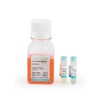 类器官iPSC诱导分化试剂盒