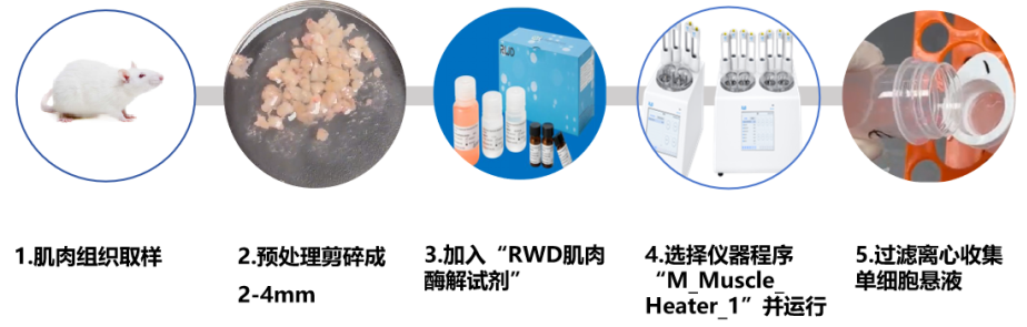 新品来袭！干细胞与肝细胞提取试剂盒：温和高效，助力科研