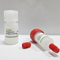 Protein G亲和填料（Protein G 4FF）