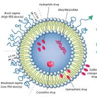 壳寡糖（CO）修饰负载光敏剂（HPPH）和缺氧激活的前药（TH302）的脂质体