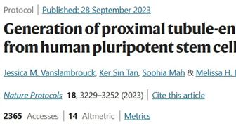 Nature子刊：人多能干细胞来源的近端小管增强型肾脏类器官