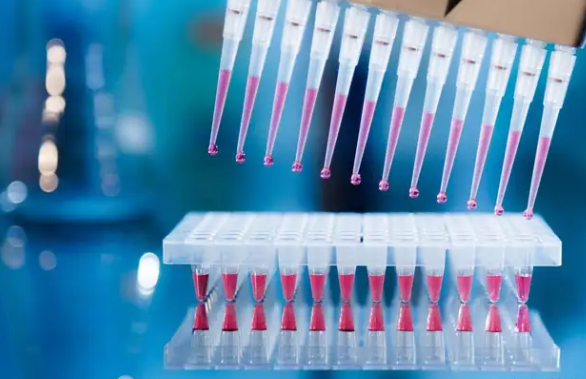 聚合酶链式反应（PCR）电泳条带分析