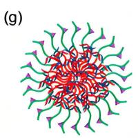 溶血性神经节苷脂(lysoGM1)修饰负载阿霉素(DOX)的PLGA胶束