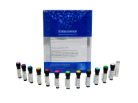 Elab Fluor®Violet610 Anti-HumanHLA-DR Antibody[L243]