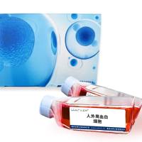 人外周血白细胞