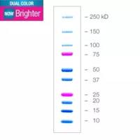 1610394伯乐蛋白双色标准品Bio-rad Precision Plus 10-250 kD