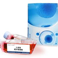 人皮肤成纤维细胞