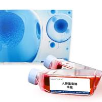 人卵巢囊肿细胞