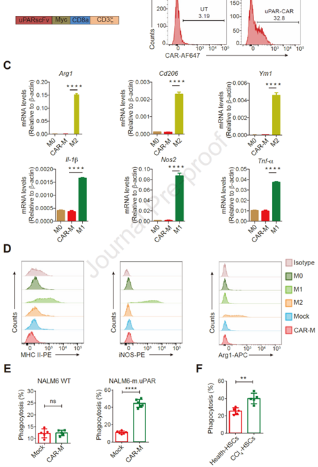 Journal Of Hepatology丨肝纤维化治疗新武器—CAR巨噬细胞