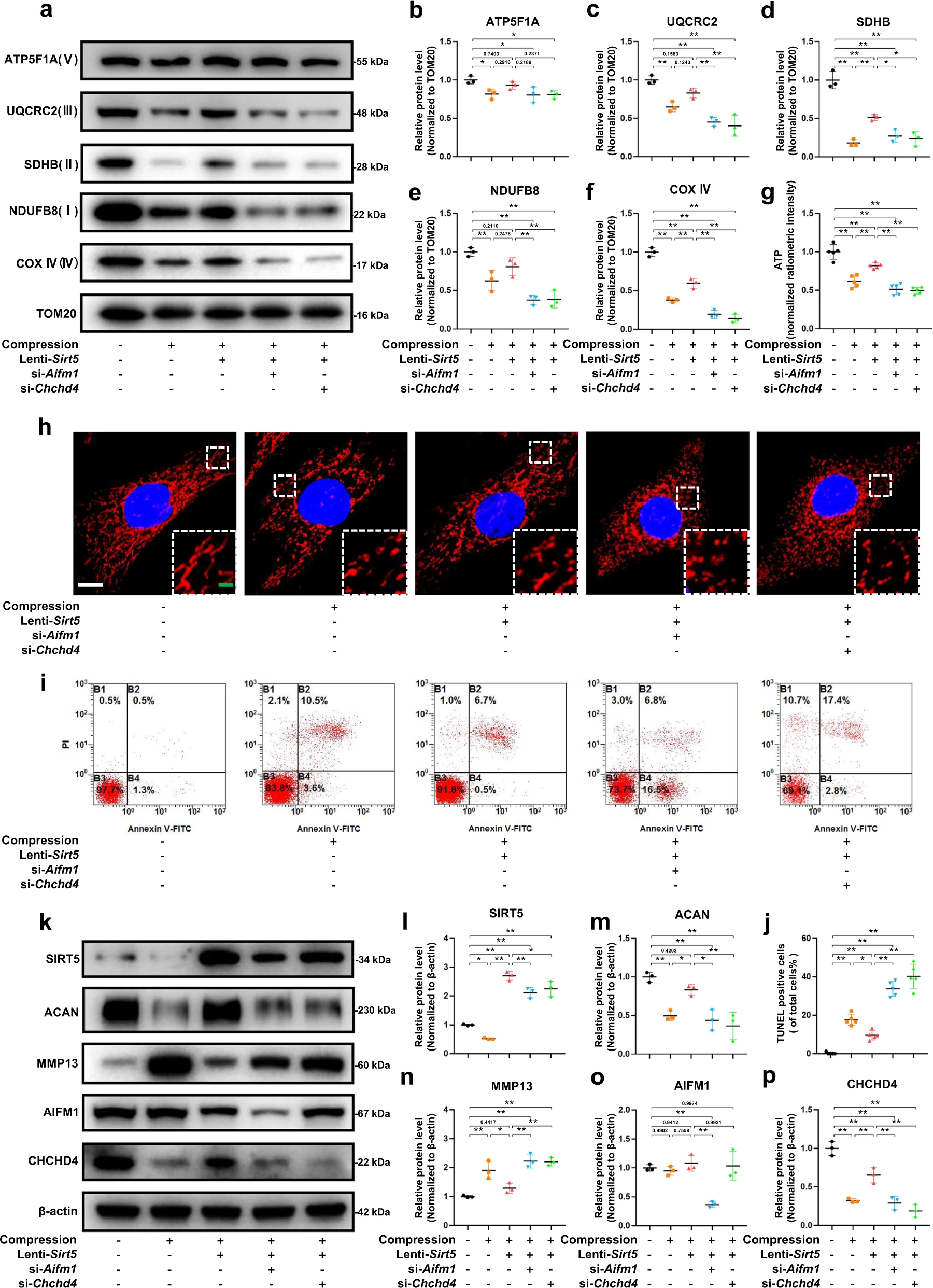 线粒体蛋白Sirtuin 5 去琥珀酰化修饰通过调节线粒体稳态介导压缩诱导的椎间盘退变
