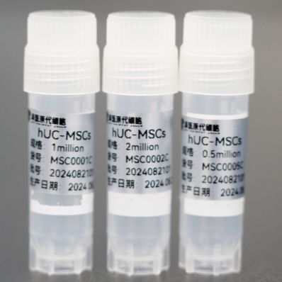 人脐带间充质干细胞(MSC)