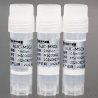 人脐带间充质干细胞(MSC)