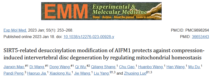 线粒体蛋白Sirtuin 5 去琥珀酰化修饰通过调节线粒体稳态介导压缩诱导的椎间盘退变