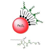 乳铁蛋白（Lf）和PEG双修饰Fe3O4纳米颗粒