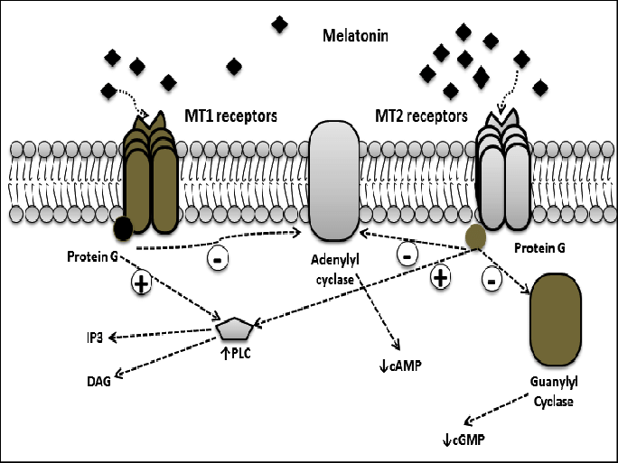 褪黑素受体MT:失眠与情绪障碍治疗的新靶点