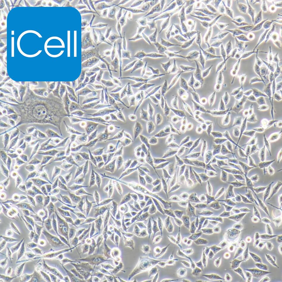 PC-3、PC-3细胞、PC3细胞、PC3 人前列腺癌细胞/STR鉴定