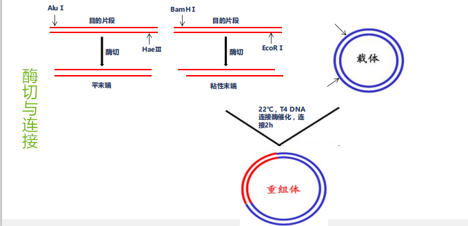 mi-pcDNA5-EGFP-PLIN1(human)