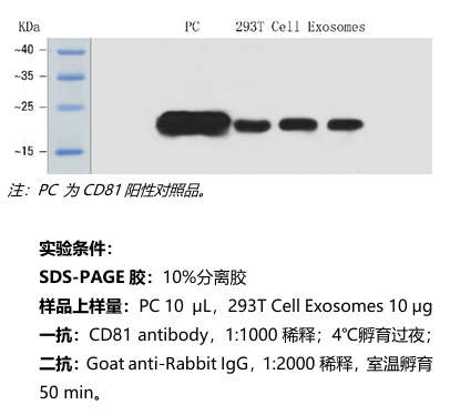 外泌体CD81蛋白检测试剂盒