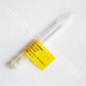 阴道粘液乳杆菌