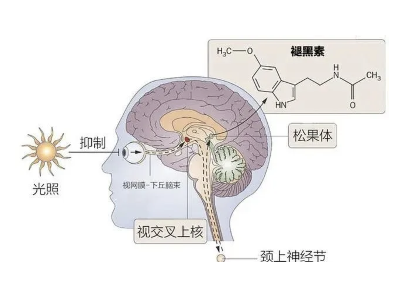 褪黑素受体MT:失眠与情绪障碍治疗的新靶点