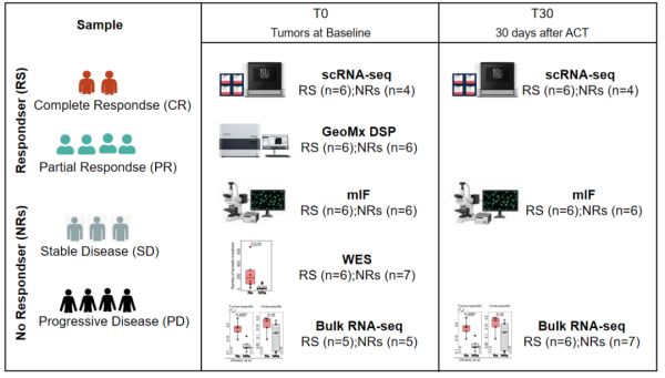 单细胞空间多组学技术：揭示CD8-T细胞网络助力黑色素瘤消退机制