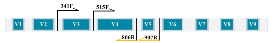 上新 | 多样本适用，16S扩增子建库利器来袭！