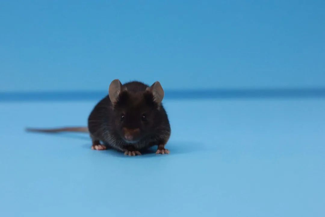 实验动物小课堂的第二期 ——C57BL/6基础生理数据及科学饲养方法