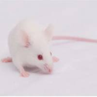 动物造模丨宫腔内直接感染诱寻的早产模型