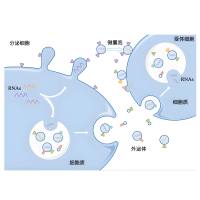 CAR-T外泌体包裹负载紫杉醇（PTX）和细胞毒性颗粒的脂质体