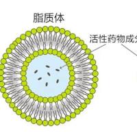 负载5氟尿嘧啶（５-FU）的柔性脂质体