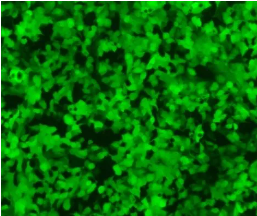 产品推荐 | 细胞转染老兵：磷酸钙法细胞转染试剂！