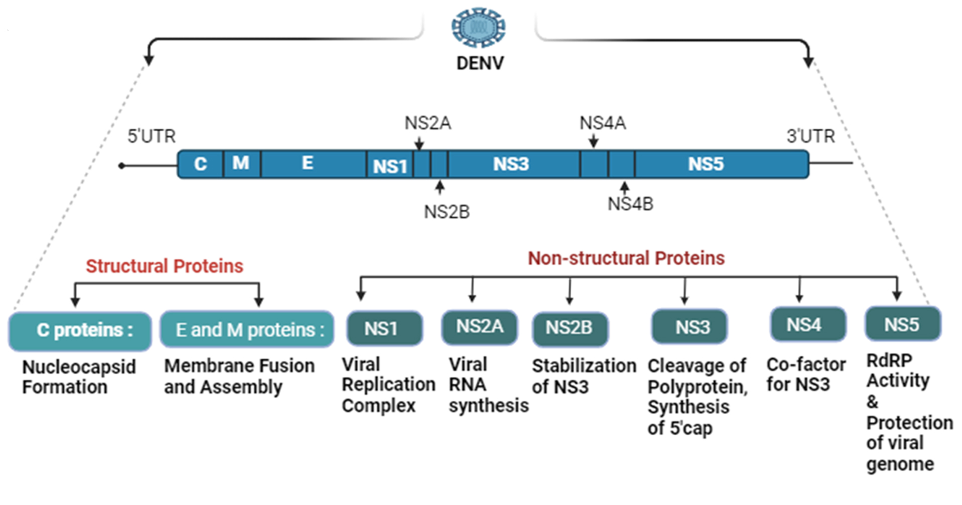 不见面也能传染！堪比断骨痛！登革病毒究竟是什么？