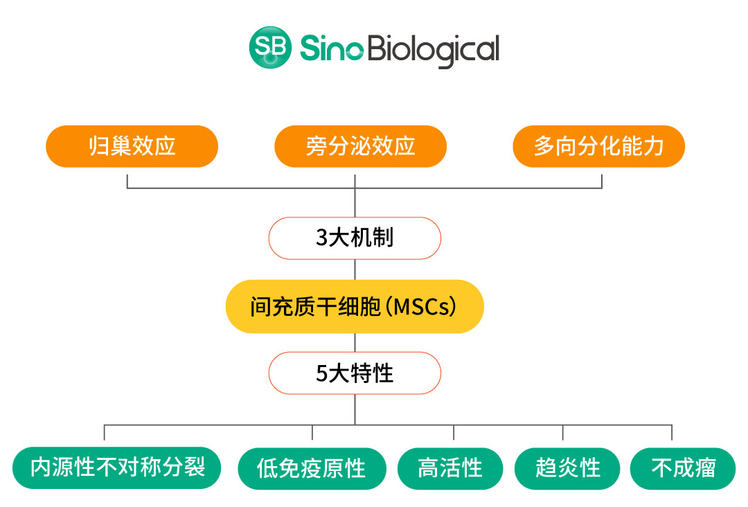 间充质干细胞疗法迎来快速发展：国内新药申请超93项，全球临床试验超1300项