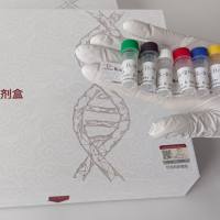 Radix asteris紫菀PCR鉴定试剂盒