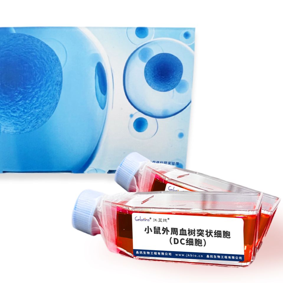小鼠外周血树突状细胞(DC细胞)