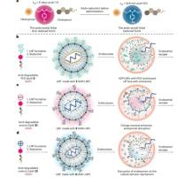 负载编码SARS-COV-2受体结合域的mRNA的LNP纳米粒