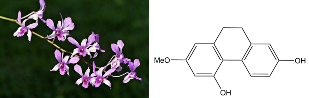 石斛兰的神奇力量：如何对抗地中海贫血患者的动脉粥样硬化