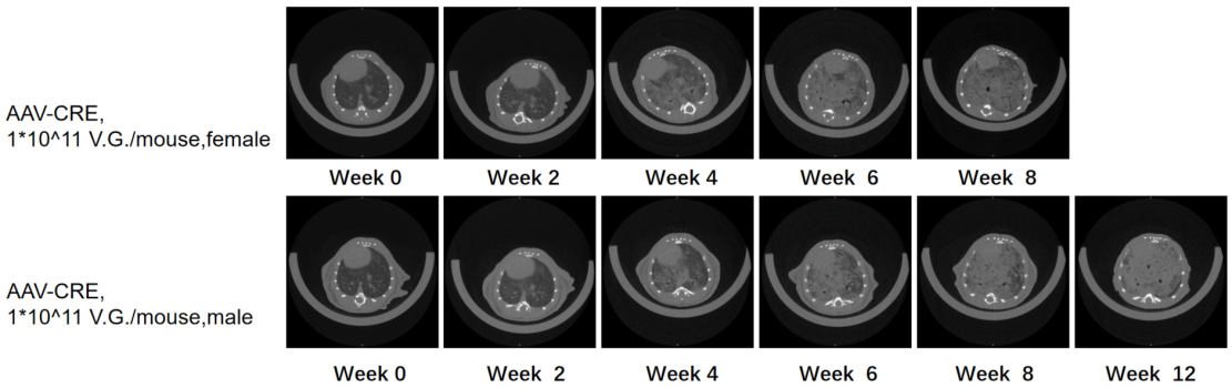 基因修饰原发肿瘤小鼠模型,为您的科研一键加速