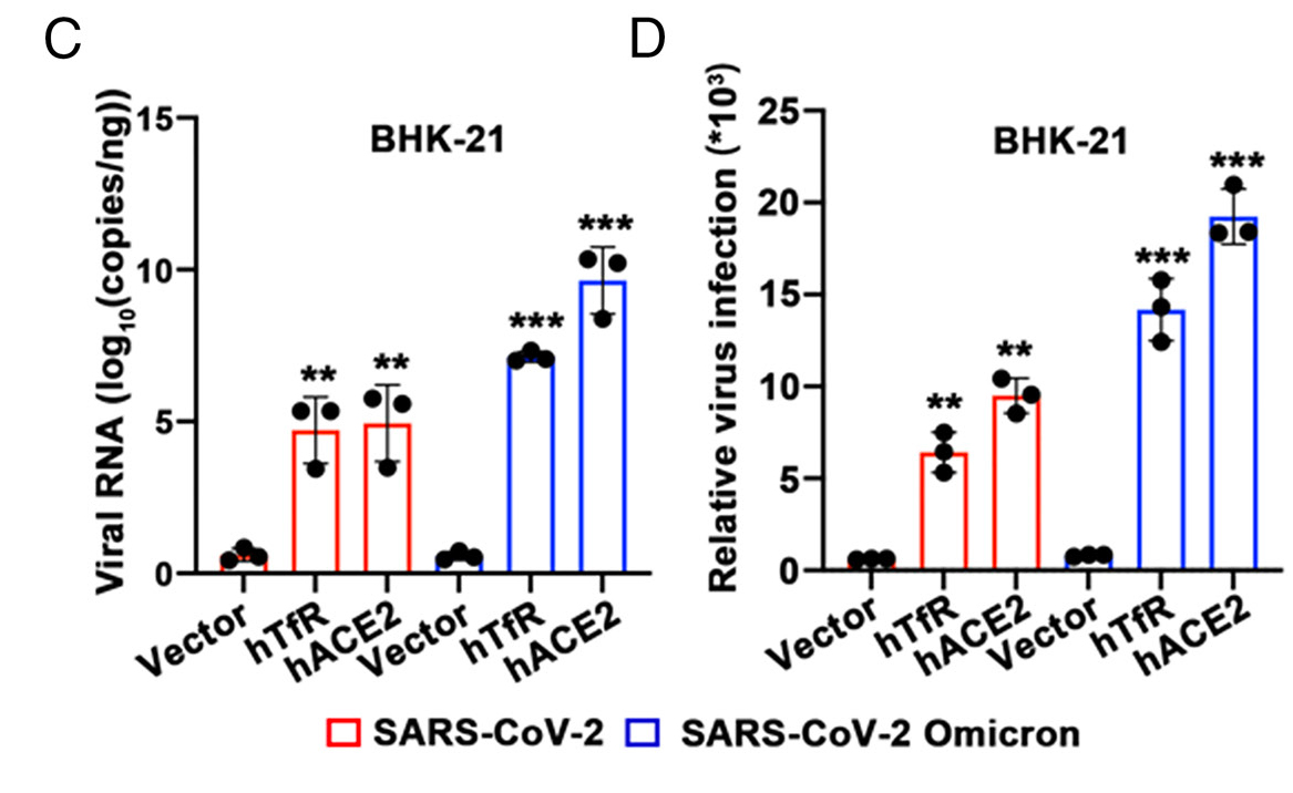 假病毒真本领，助力疫苗开发、病毒学研究、中和抗体筛选