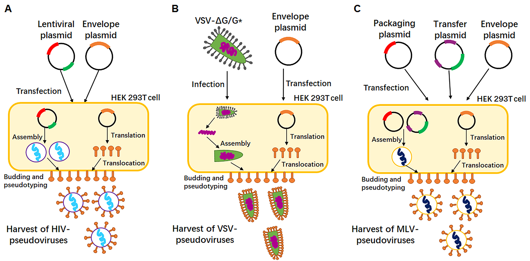 假病毒真本领，助力疫苗开发、病毒学研究、中和抗体筛选