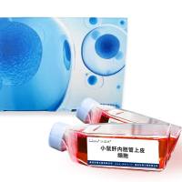 小鼠肝内胆管上皮细胞