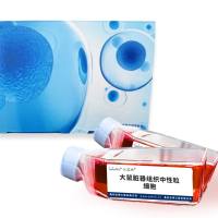 大鼠脏器组织中性粒细胞