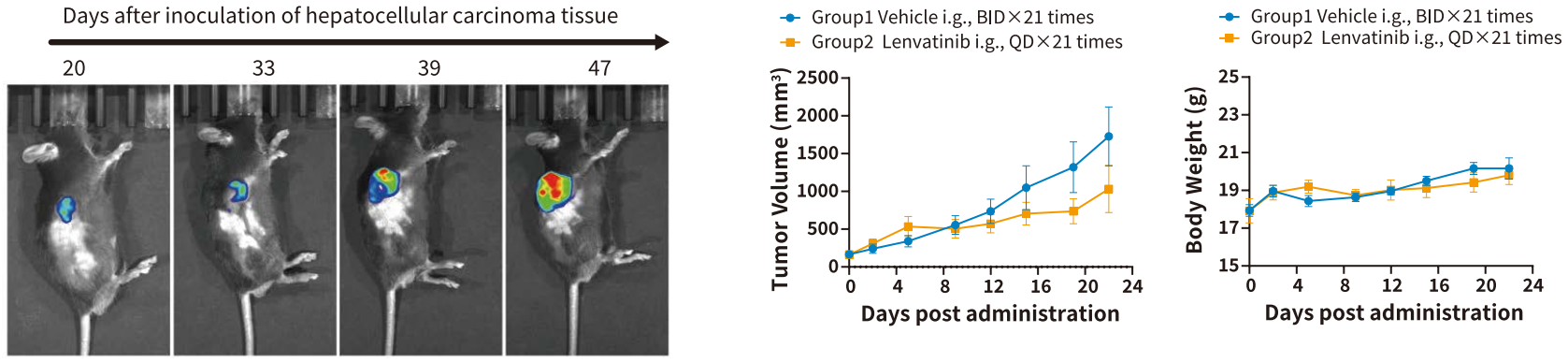 基因修饰原发肿瘤小鼠模型,为您的科研一键加速