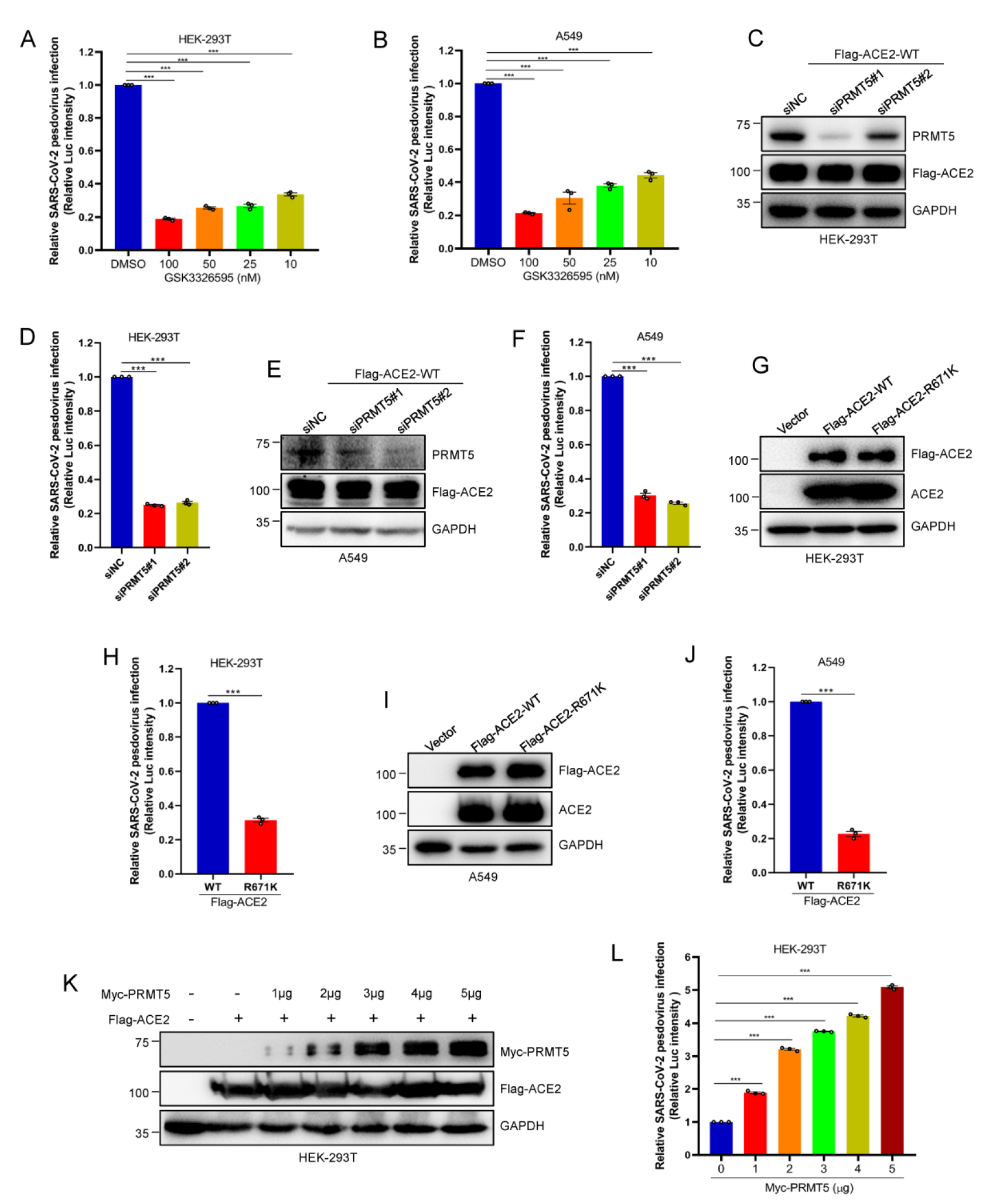 假病毒真本领，助力疫苗开发、病毒学研究、中和抗体筛选