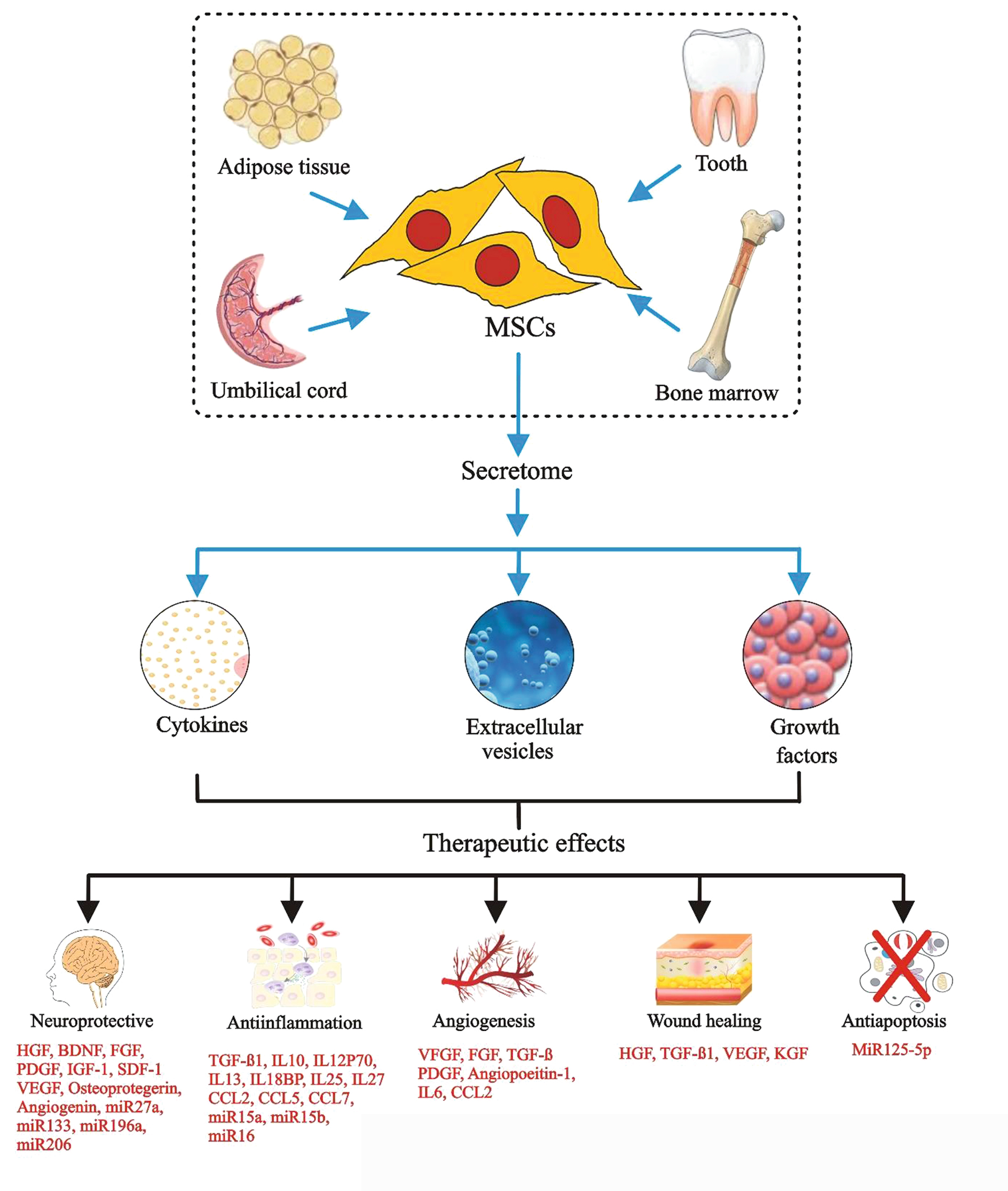 间充质干细胞疗法迎来快速发展：国内新药申请超93项，全球临床试验超1300项