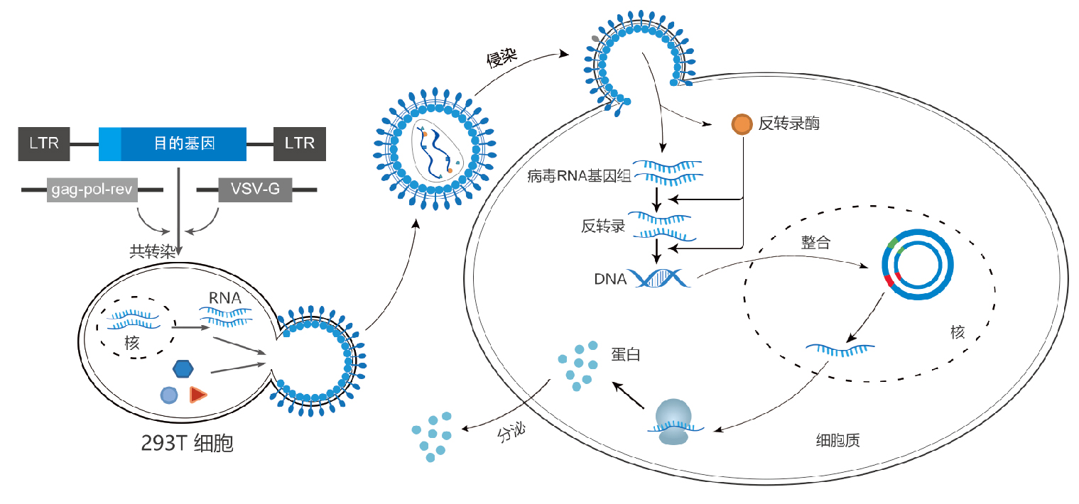 慢病毒包装价格_品牌-丁香通官网