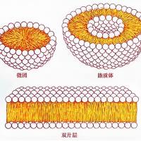 负载阿奇霉素(AZM)的柔性脂质体