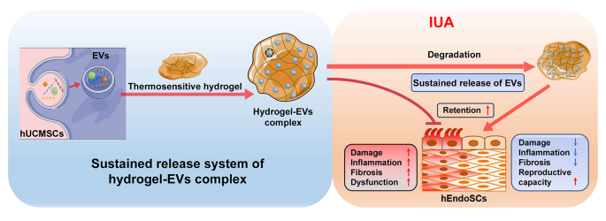 高分瓶颈?不存在!!10+文章应运而生,外泌体的“灵魂伴侣”,性价比嘎嘎高!!凭啥这么牛?